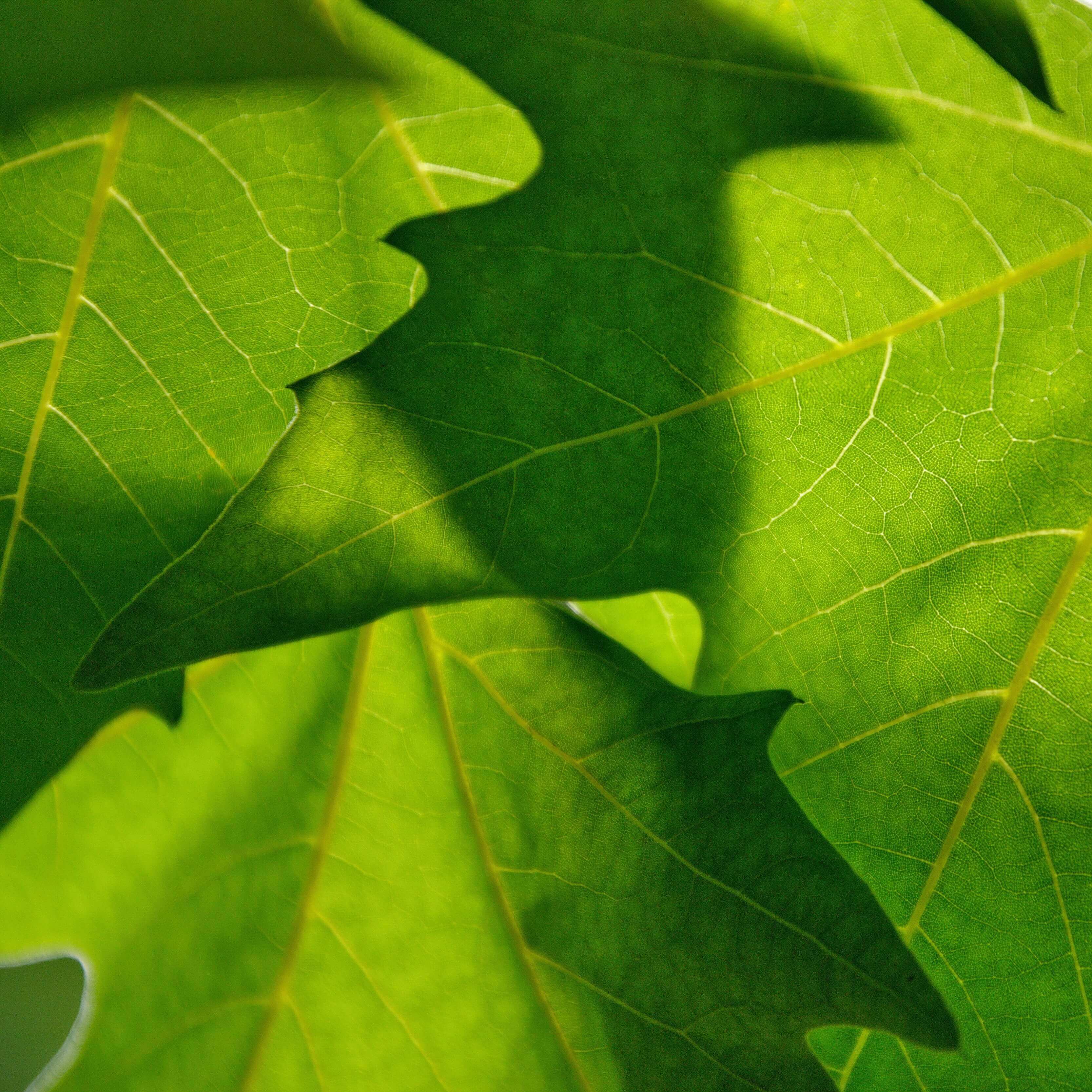 plants